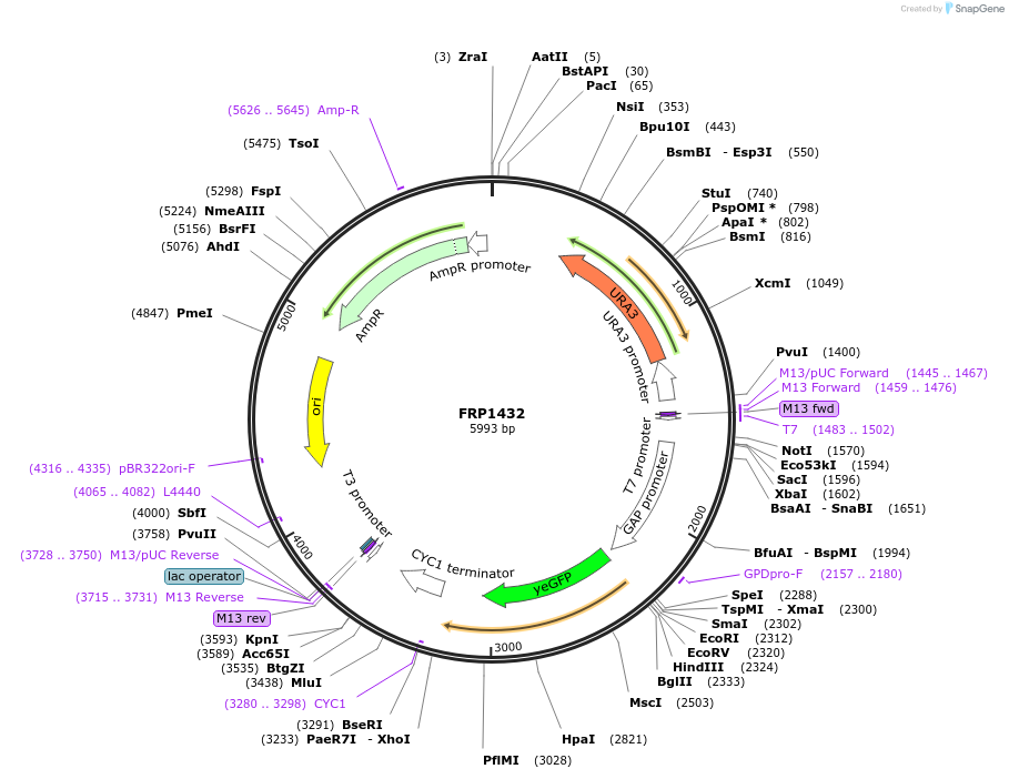 64509-plasmid-map-sequence-id-108417