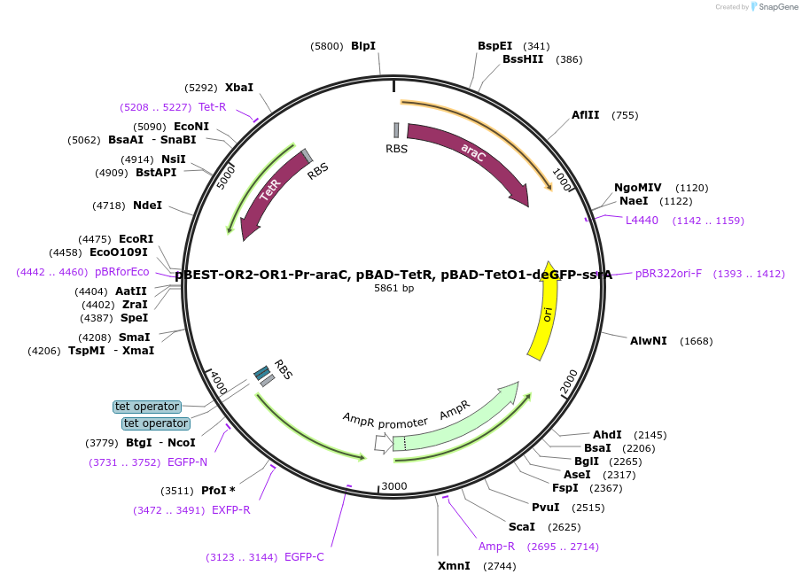 45789-plasmid-map-sequence-id-108431