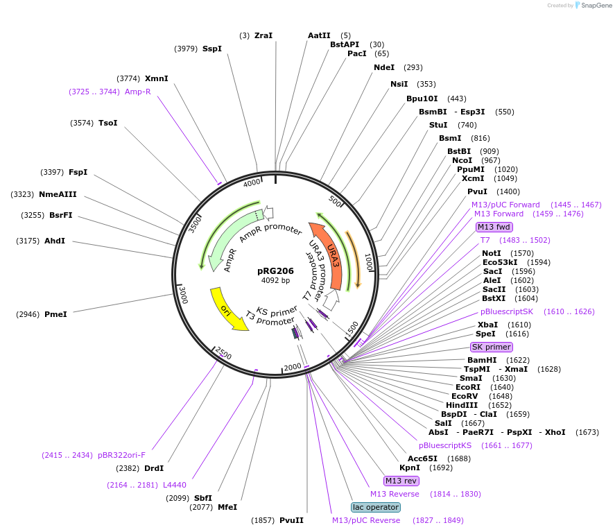 64527-plasmid-map-sequence-id-108548