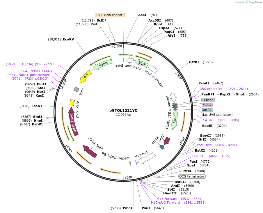 61705-plasmid-map-sequence-id-108592