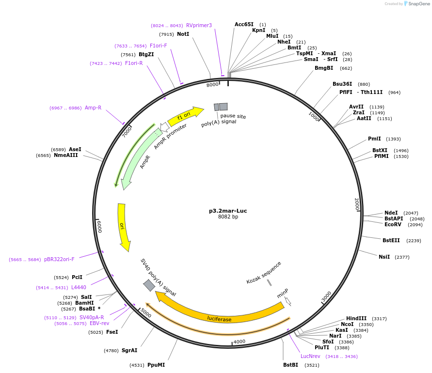 63696-plasmid-map-sequence-id-108762