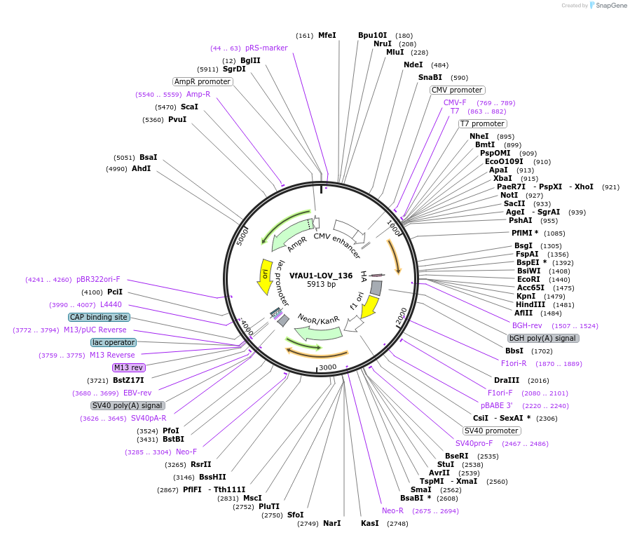 63632-plasmid-map-sequence-id-108793