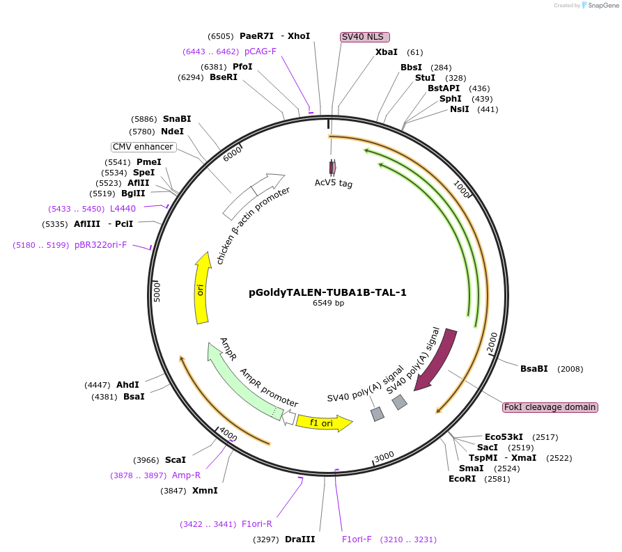 62853-plasmid-map-sequence-id-108805