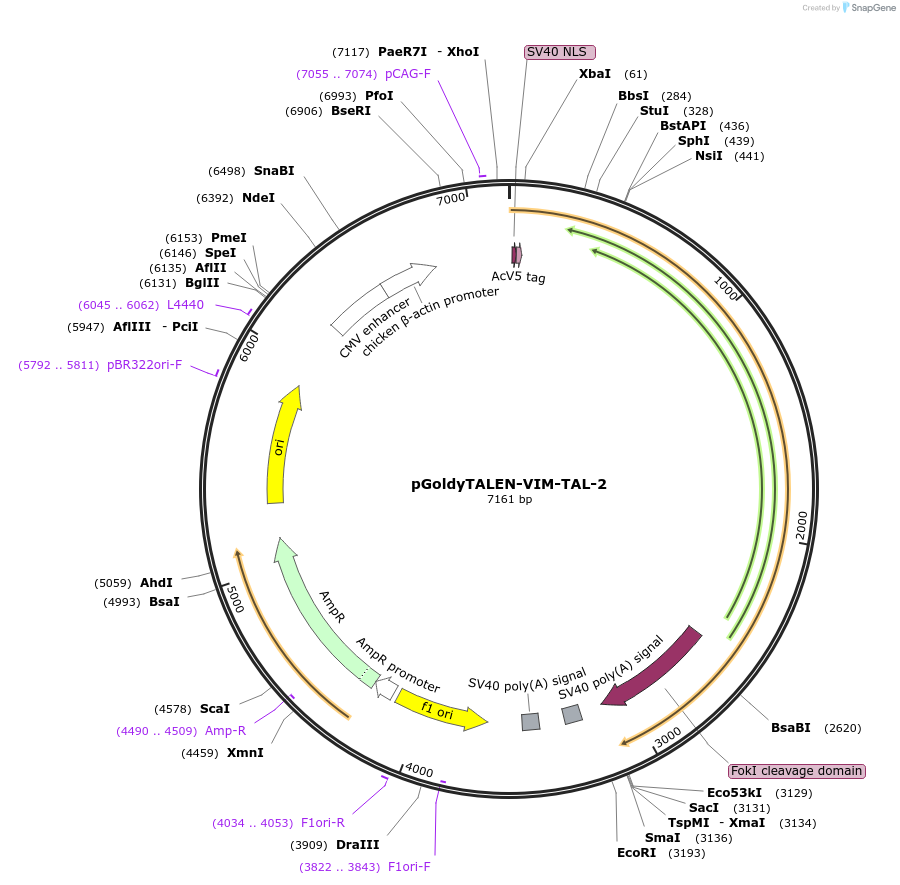62852-plasmid-map-sequence-id-108812
