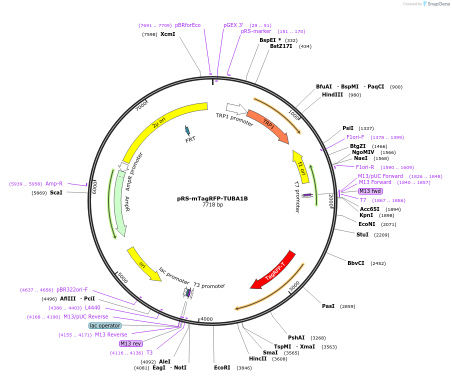 62850-plasmid-map-sequence-id-108813