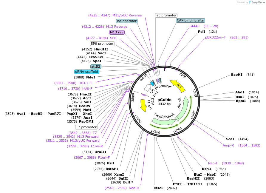 64711-plasmid-map-sequence-id-108924