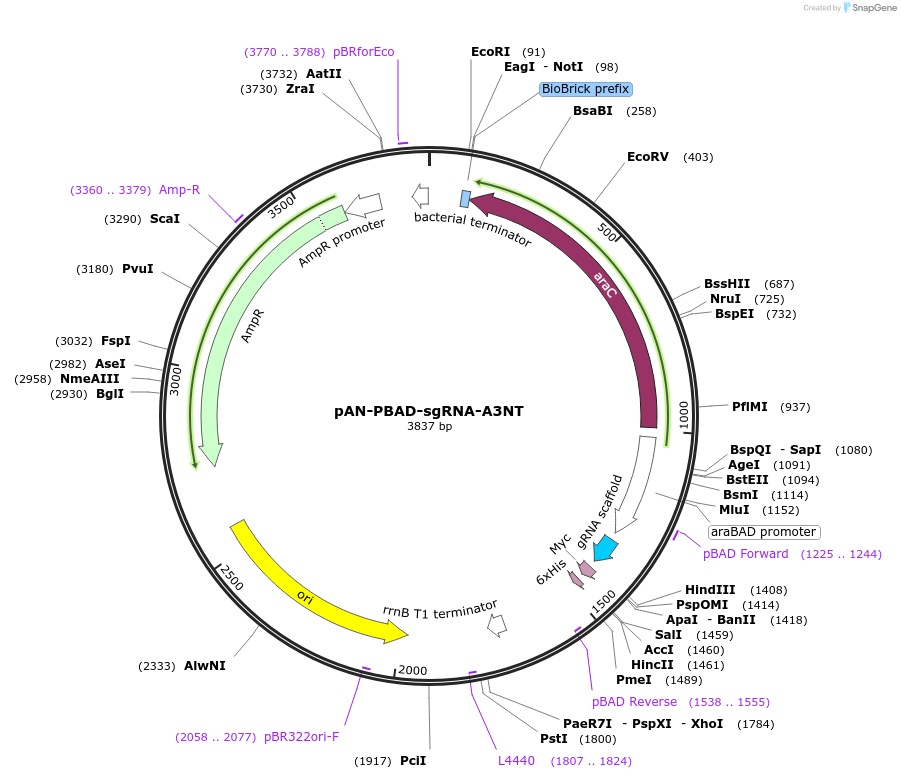 62259-plasmid-map-sequence-id-108959