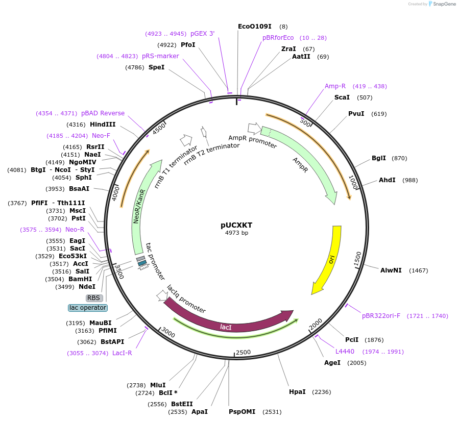 60682-plasmid-map-sequence-id-108964