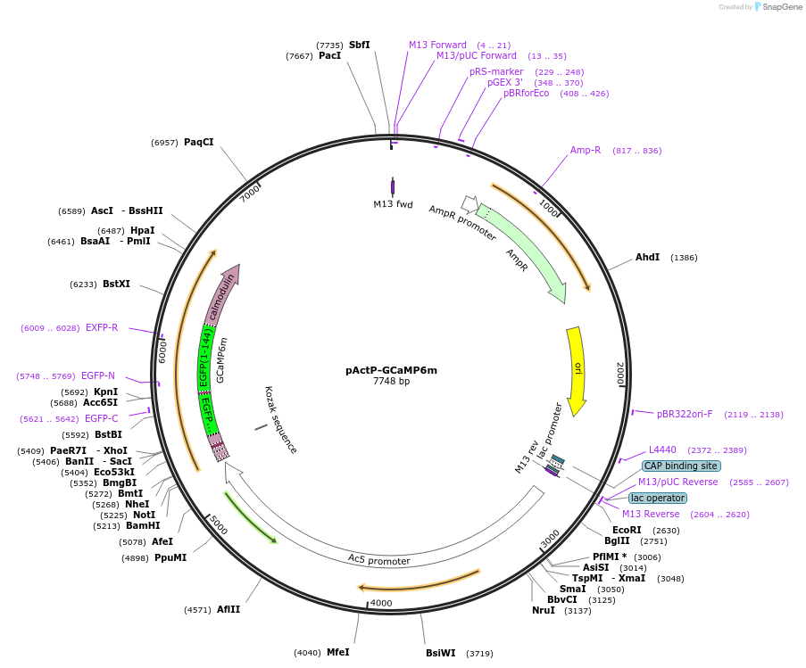 64714-plasmid-map-sequence-id-109031