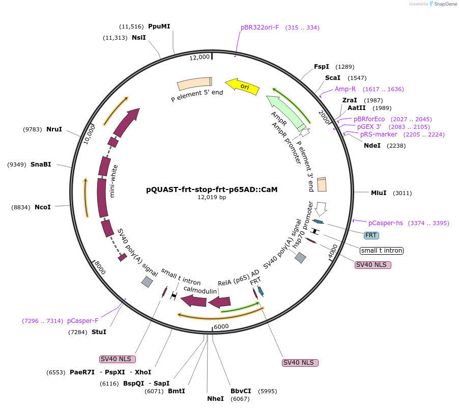 64716-plasmid-map-sequence-id-109043