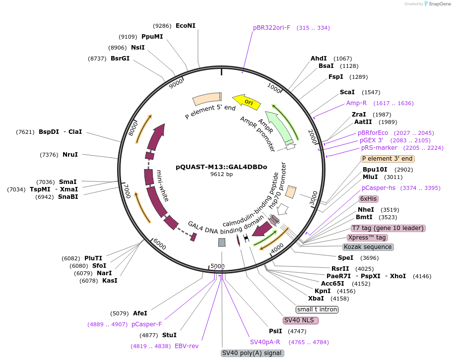 64724-plasmid-map-sequence-id-109065