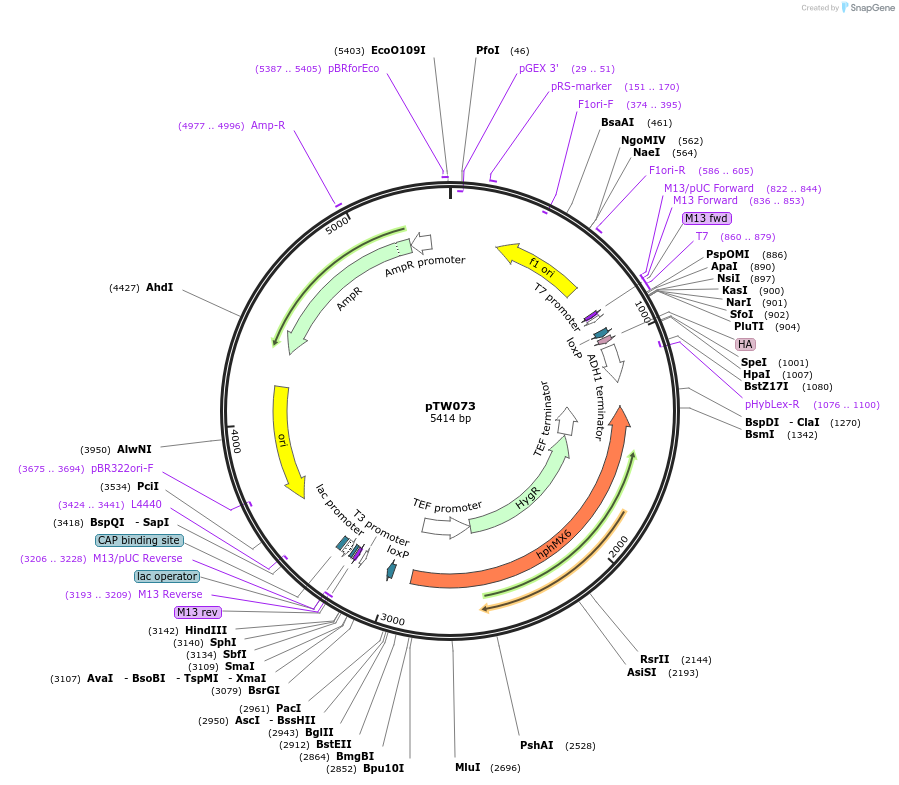 64754-plasmid-map-sequence-id-109171