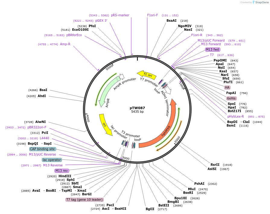 64756-plasmid-map-sequence-id-109173