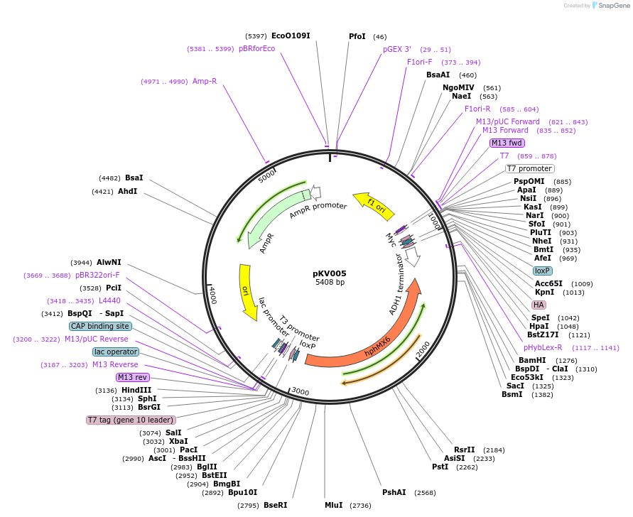 64763-plasmid-map-sequence-id-109180