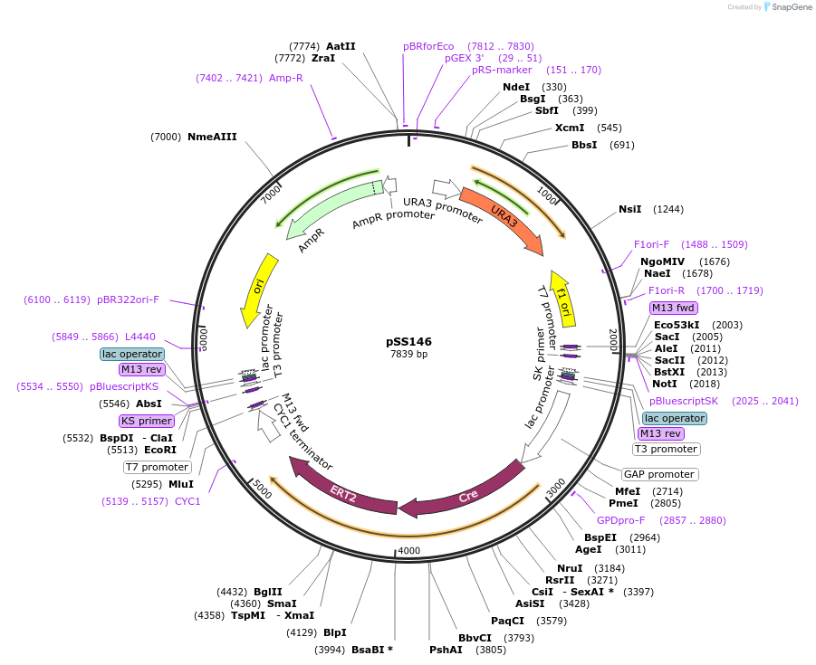 64770-plasmid-map-sequence-id-109187