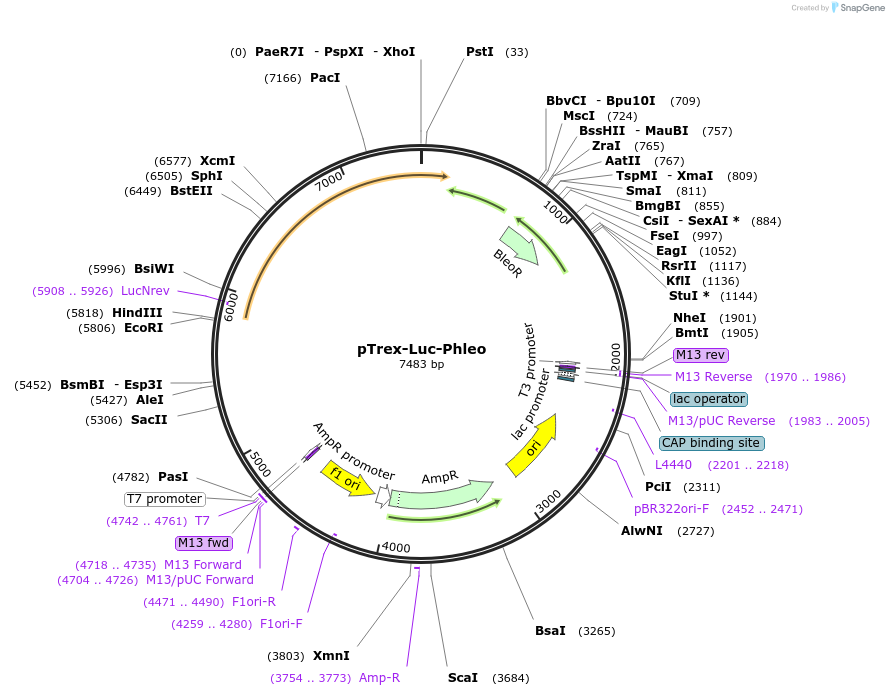 48337-plasmid-map-sequence-id-109234
