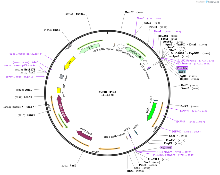 61209-plasmid-map-sequence-id-109263