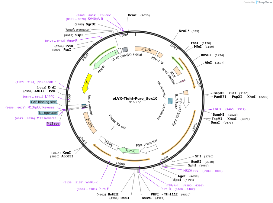 46536-plasmid-map-sequence-id-109319