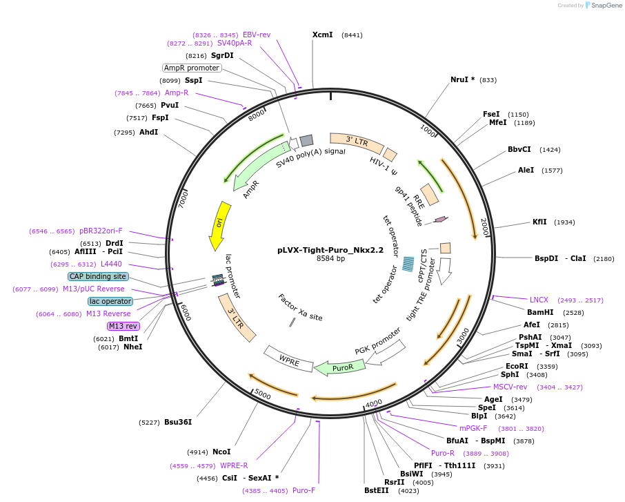 64840-plasmid-map-sequence-id-109334