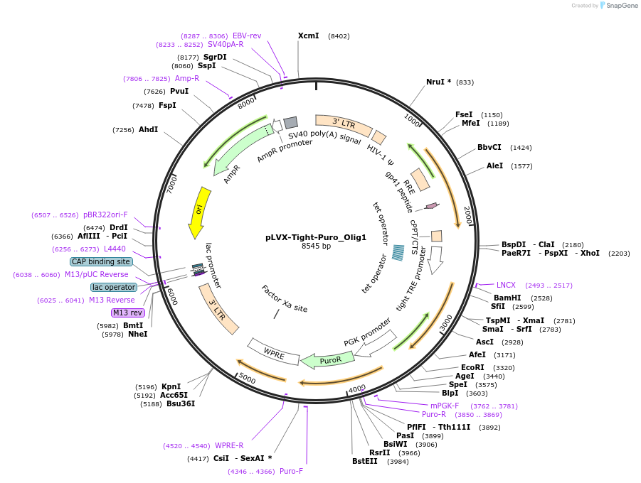 64841-plasmid-map-sequence-id-109336