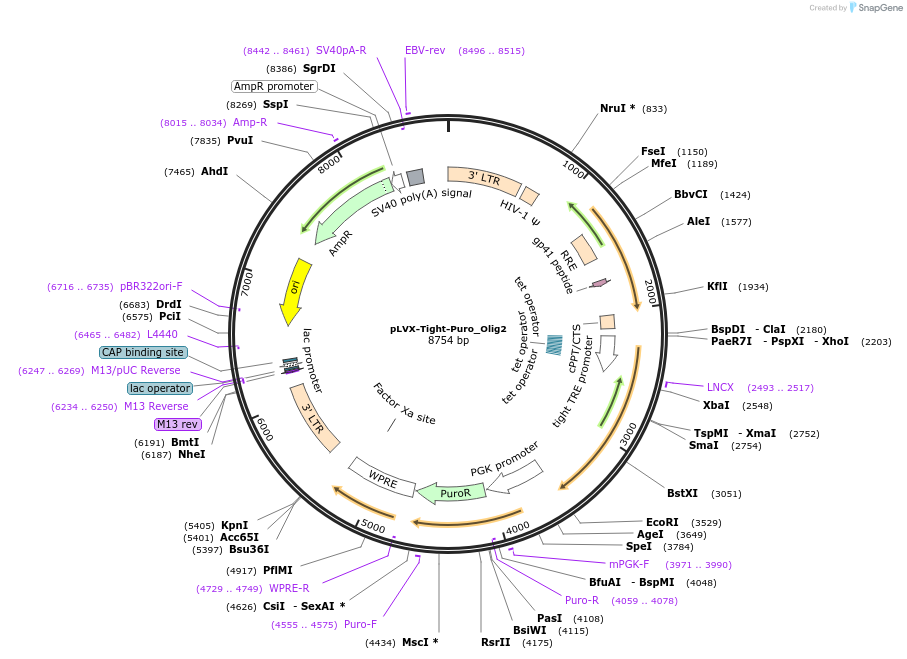 64842-plasmid-map-sequence-id-109337
