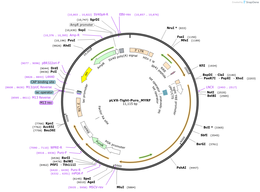 64843-plasmid-map-sequence-id-109339