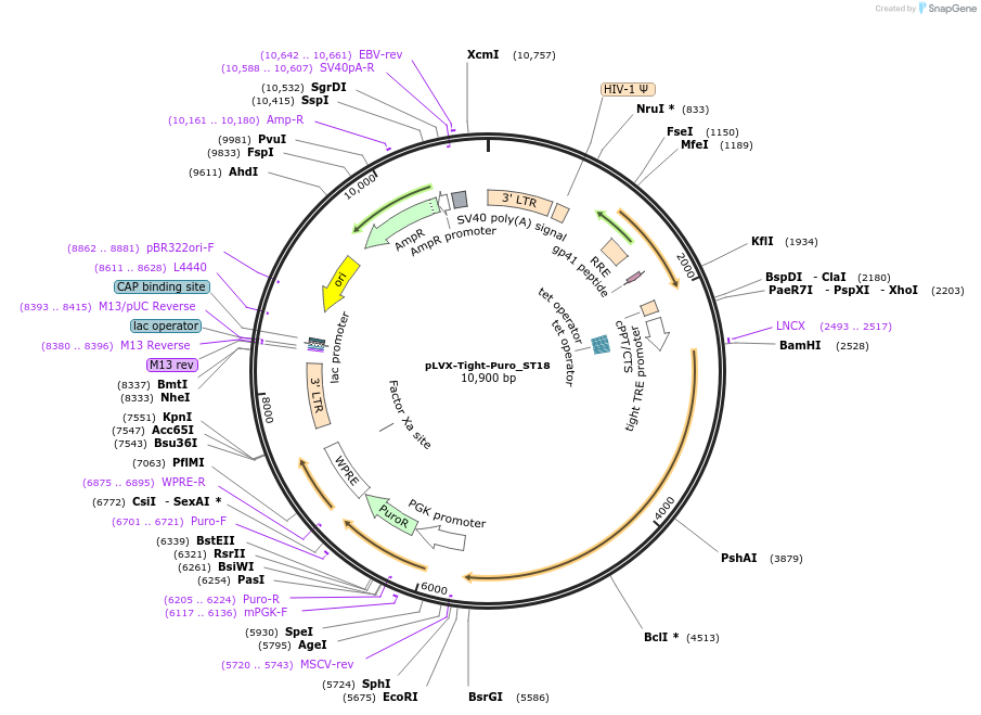 64844-plasmid-map-sequence-id-109341