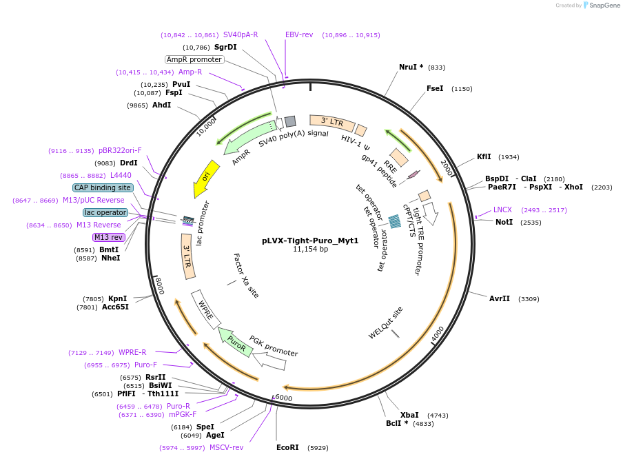 64845-plasmid-map-sequence-id-109342