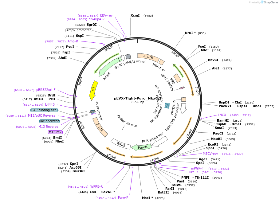 64846-plasmid-map-sequence-id-109344