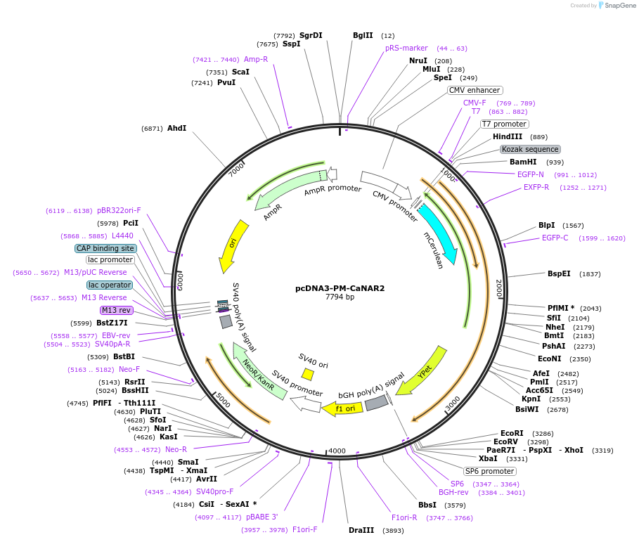 64730-plasmid-map-sequence-id-109348