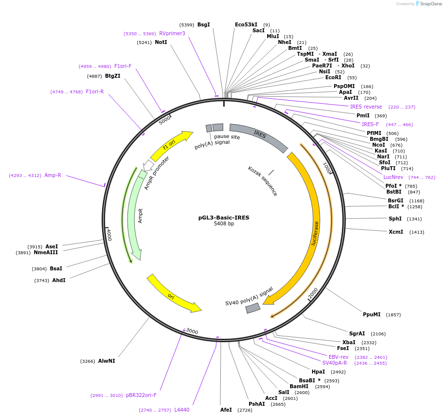 64784-plasmid-map-sequence-id-109355