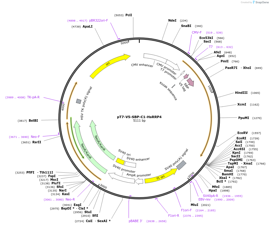 64870-plasmid-map-sequence-id-109465