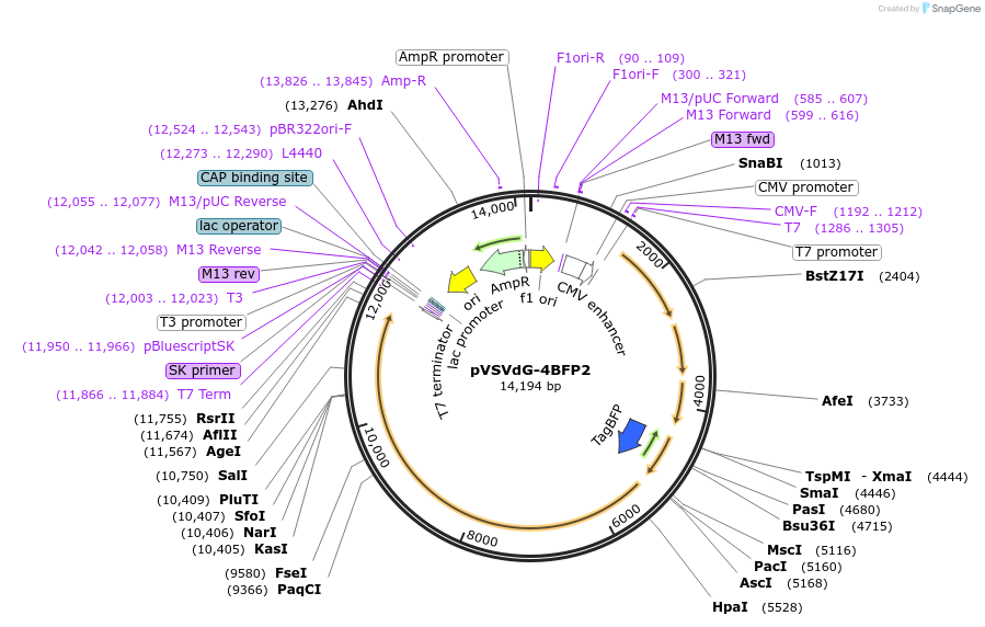 64101-plasmid-map-sequence-id-109498