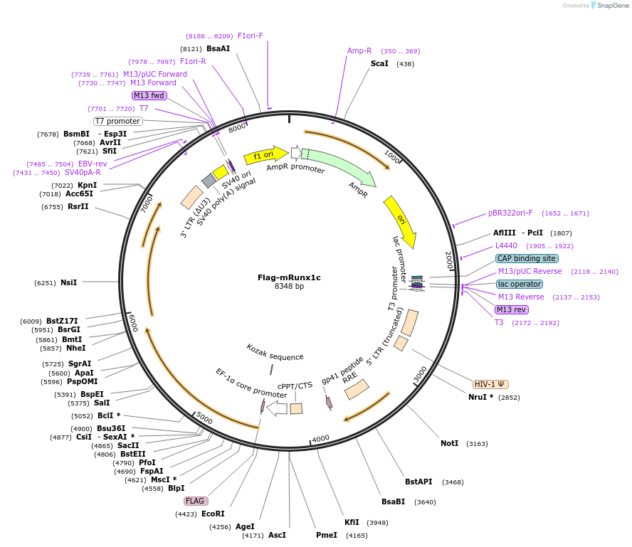 64894-plasmid-map-sequence-id-109626