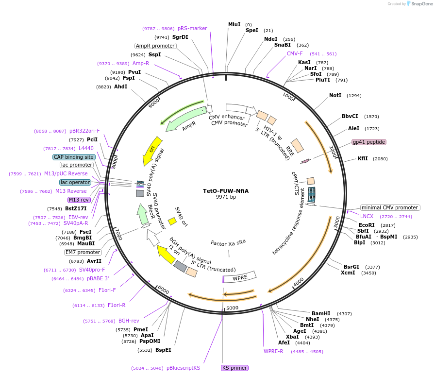64901-plasmid-map-sequence-id-109654