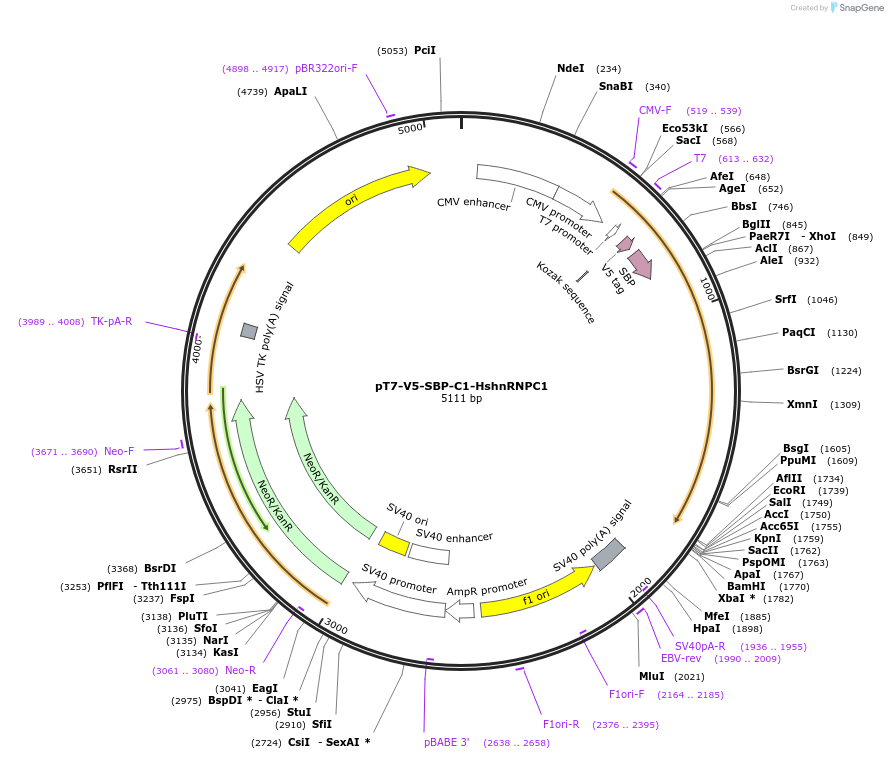 64920-plasmid-map-sequence-id-109666