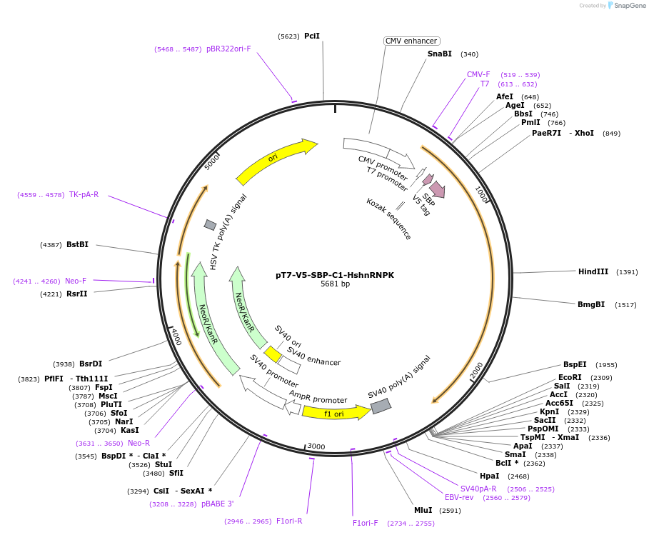64923-plasmid-map-sequence-id-109669