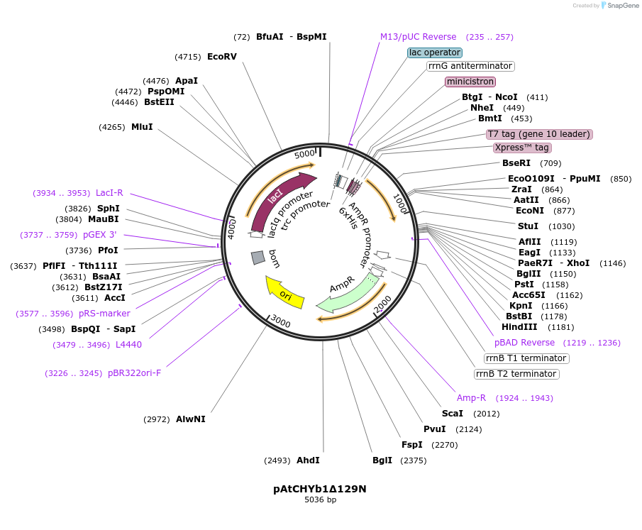 53367-plasmid-map-sequence-id-109672