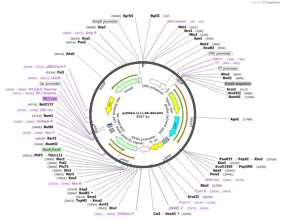 64855-plasmid-map-sequence-id-109681