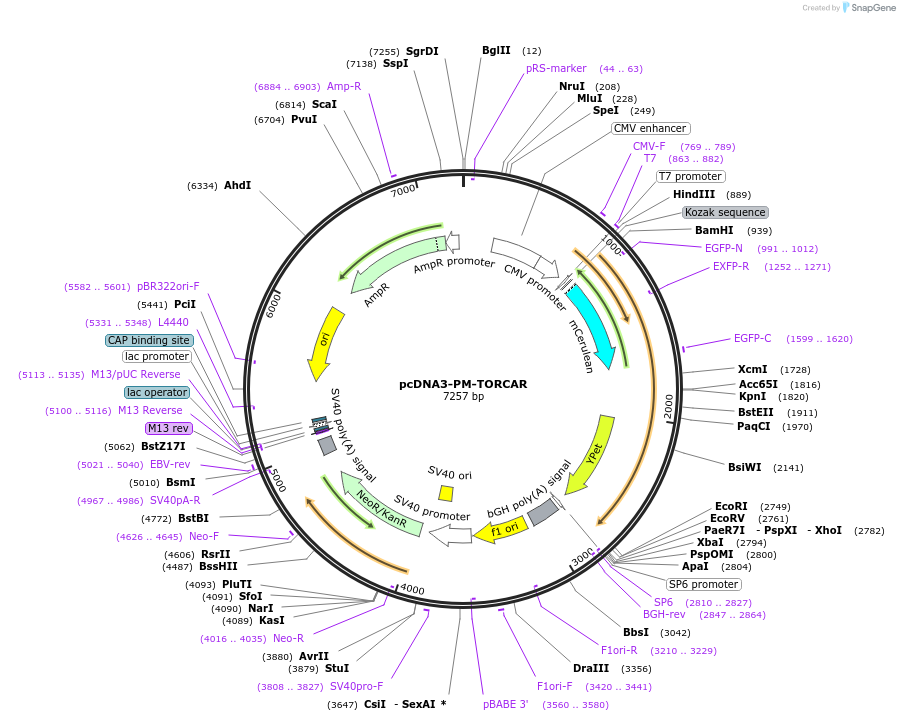 64930-plasmid-map-sequence-id-109694