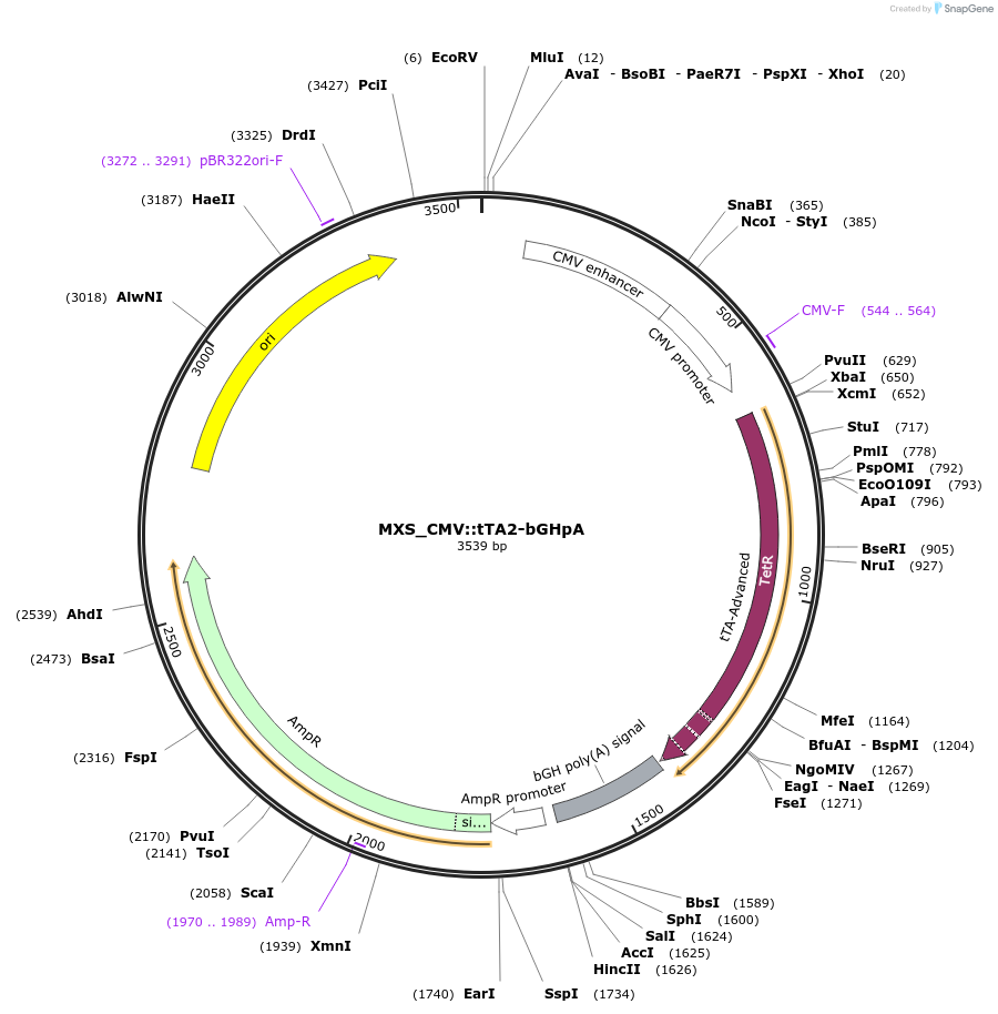 62447-plasmid-map-sequence-id-109710