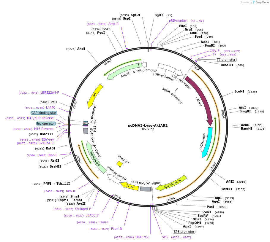 64933-plasmid-map-sequence-id-109712
