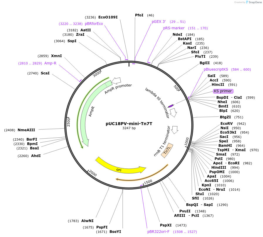 64956-plasmid-map-sequence-id-109784