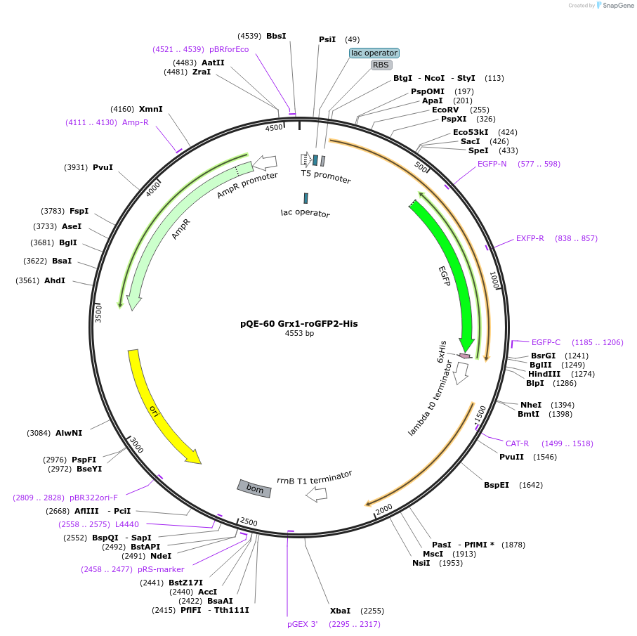 64799-plasmid-map-sequence-id-109824