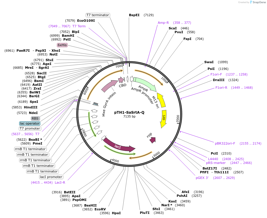 64980-plasmid-map-sequence-id-109837