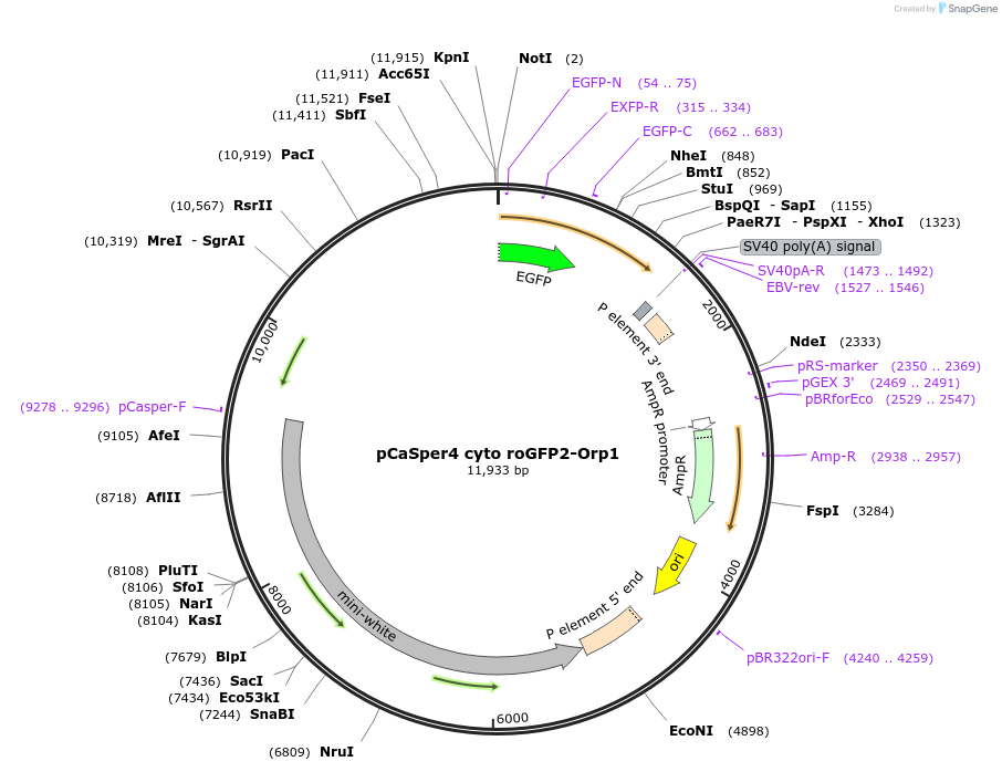 64998-plasmid-map-sequence-id-109872