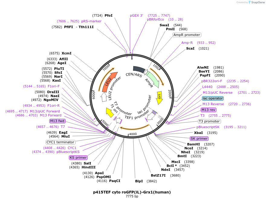65002-plasmid-map-sequence-id-109879