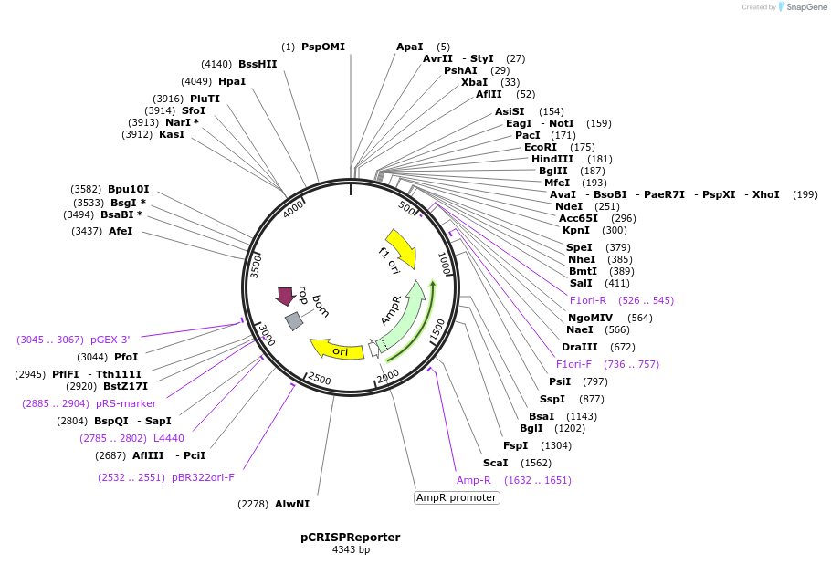 65007-plasmid-map-sequence-id-109898