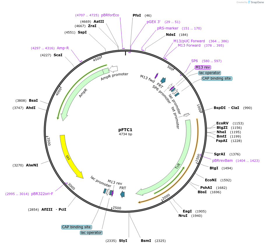 64951-plasmid-map-sequence-id-109911