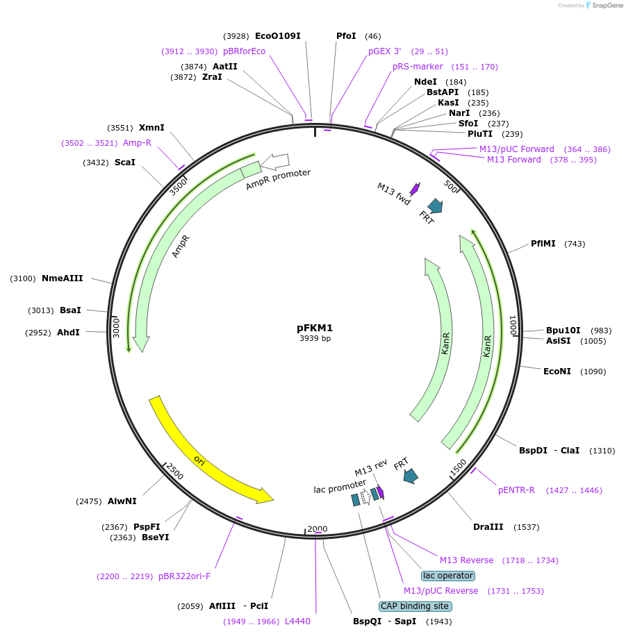 64950-plasmid-map-sequence-id-109912